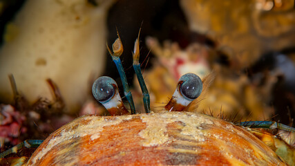 Hairy Hermit Crab with eyes looking backward