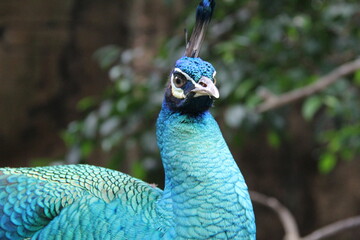 Close-up portrait of a vibrant peacock with striking blue and green feathers. Captured in natural light, showcasing its elegant plumage and exotic beauty in a lush outdoor setting