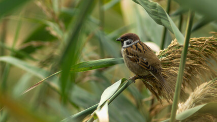 Telephoto of a sparrow with blurry bakground