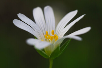 Obraz premium close up of daisy flower