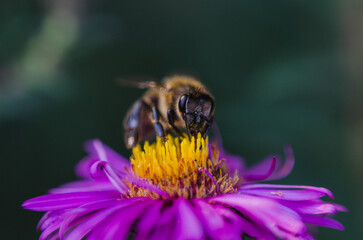 bee on a flower
