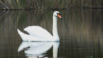 Portrait of a swan with a blurry background