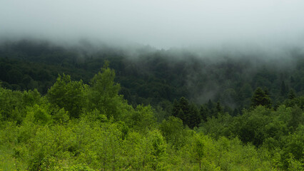 Mountain Forest of Ukraine photo