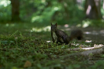 black squirrel in the forest