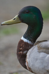 A close-up of a duck