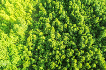 Naklejka premium Aerial view of farmland and forest trees