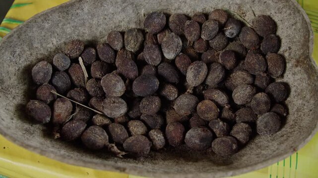 Explore coffee bean bowl container plant setup and care in simple steps