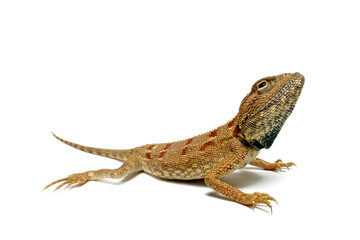 Savigny's agama // Blaukehlagame (Trapelus savignii) 