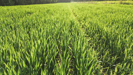 Fototapeta premium Field of grass-like crops with forest view