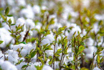Spring-blooming green leaves covered with snow