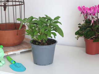 Potted sage and cyclamen. Homemade cooking herbs. Aromas and health benefits. Repotting flowers at home.