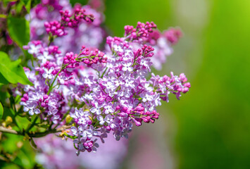 purple lilac blooms in the Botanical garden