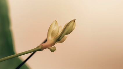 New leaf buds of Clusia flowers sprout from a severed stem, showcasing growth potential