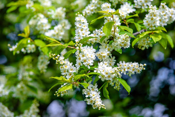 Bird cherry branches in the garden in spring
