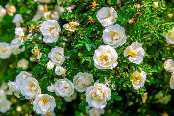 white rose on a green natural background
