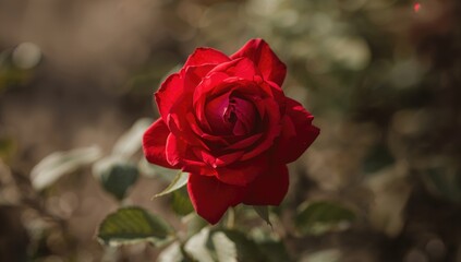 Close-Up of a Red Rose Bloom Against a Natural Backdrop, Symbol of Beauty and Romance