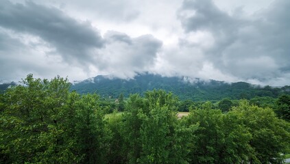 A scenic landscape featuring lush green trees alongside a foggy mountain range beneath an overcast sky, emphasizing natural beauty