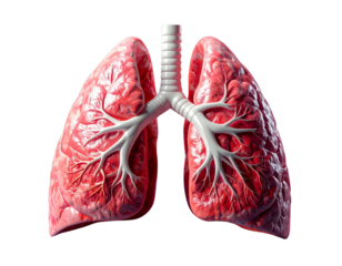 Educational Human  Lower Respiratory Tract Diagram, Transparent PNG