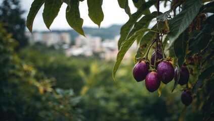 Passion fruit farm with selective focus, showcasing agricultural practice, World Environment Day