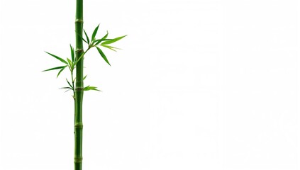 Naklejka premium Isolated green bamboo with leaves on a white background, ideal for editorial header background