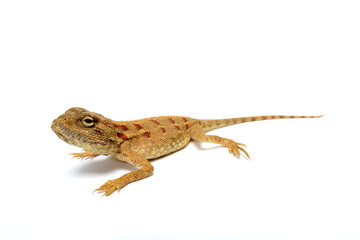 Savigny's agama // Blaukehlagame (Trapelus savignii) 