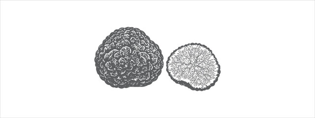 Black Truffle Vector Illustration – Gourmet Fungi Clipart for Culinary, Botanical Luxury Food Design Projects