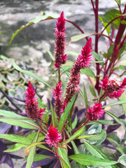 Close up of Celosia argentea, commonly known as the plumed cockscomb or silver cockscomb