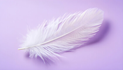 Obraz premium Single white ostrich feather floats on gradient purple background. Soft fluffy texture and light delicate structure convey purity and grace