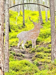 Cerf dans la for&ecirc;t