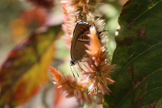 Heliophorus sena or Sorrel Sapphire butterfly setting on Celosia Argentea flower
