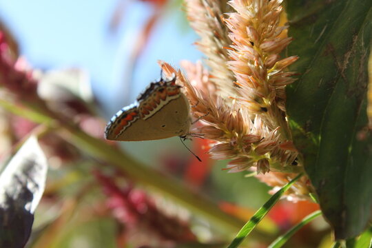 Heliophorus sena or Sorrel Sapphire butterfly setting on Celosia Argentea flower
