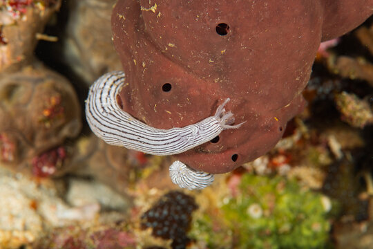 Lampert’s Sea Cucumber Resting on Tropical Coral Reef