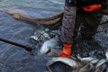 The fish in the water fishing nets