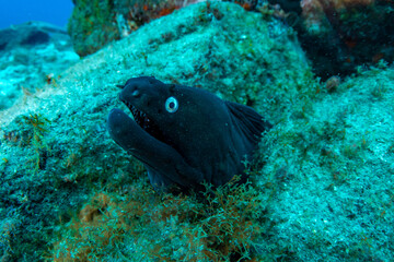 Black moray eel (Muraena augusti) Tenerife, Canary Islands