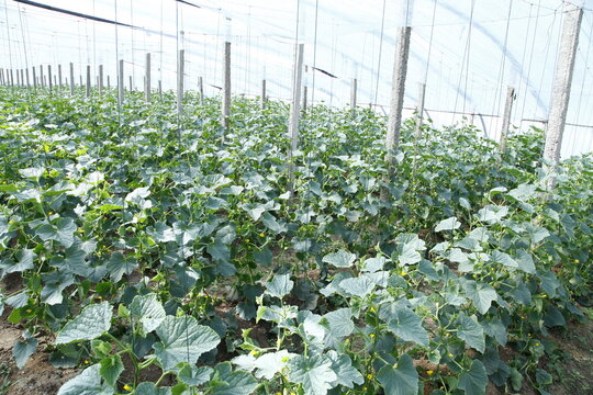 Melon grown in greenhouses