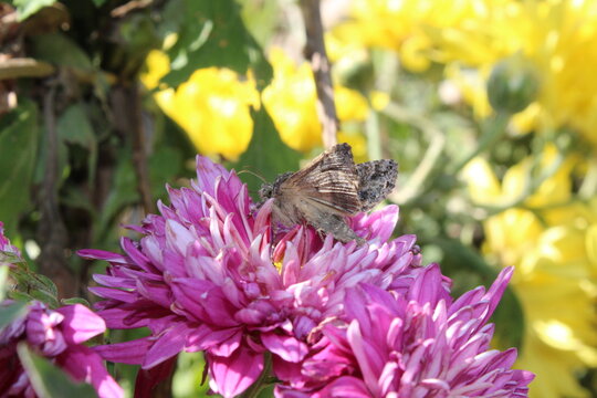 Silver Y moth on a Chrysanthemum flower.