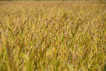 A golden field of ripening rice sways gently in the breeze. The vibrant grains are ready for harvest, showcasing the beauty of nature's bounty and the importance of agriculture.
