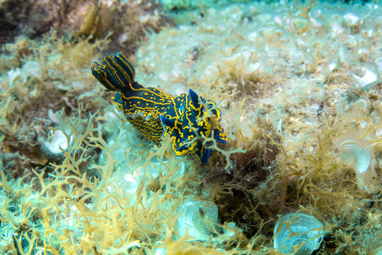 Polyclad nudibranch (Painted nudibranch) underwater, Tenerife, Canary Islands, Spain
