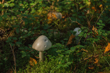 Baltikum August 2025 