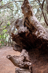 Anaga Forest hiking trail in Tenerife, Canary Islands