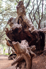 Anaga Forest hiking trail in Tenerife, Canary Islands