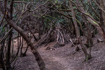 Anaga Forest hiking trail in Tenerife, Canary Islands