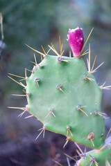 Opuntia cactuses in Tenerife, Canary Islands