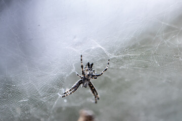 Spider on web in Tenerife, Canary Islands