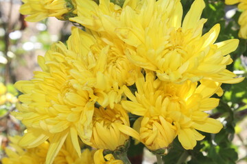 the beautiful chrysanthemum or chrysanth.
