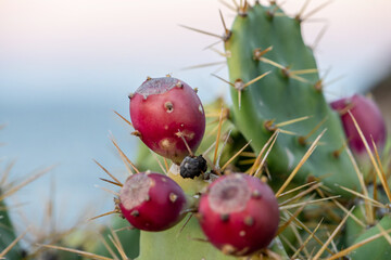 Opuntia cactuses in Tenerife, Canary Islands