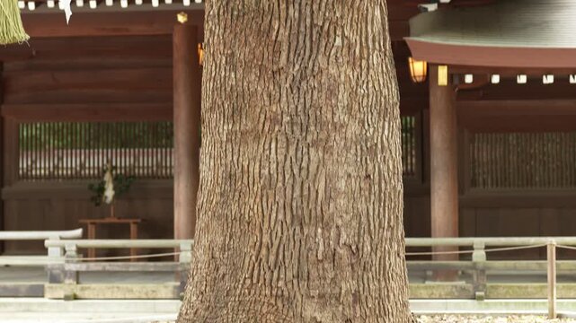 A giant camphor tree at Meiji-Jingu shrine in Tokyo, this is famous tree to make a wish of love of couple relationship.