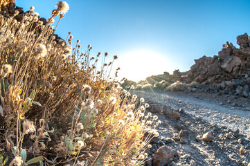 Hiking in deserted landscapes of Teide National Park, Tenerife, Canary Islands
