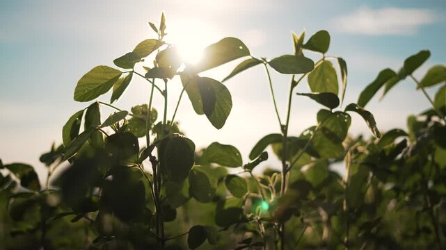 plant in green field. Agribusiness thriving with healthy soybean crop. Sunlit soybean field showcasing sustainable agribusiness. soybean plant agricultural field. Agribusiness success soybean field.