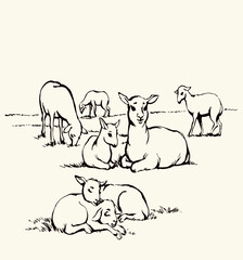 Vector drawing. Small sheeps lay at the field